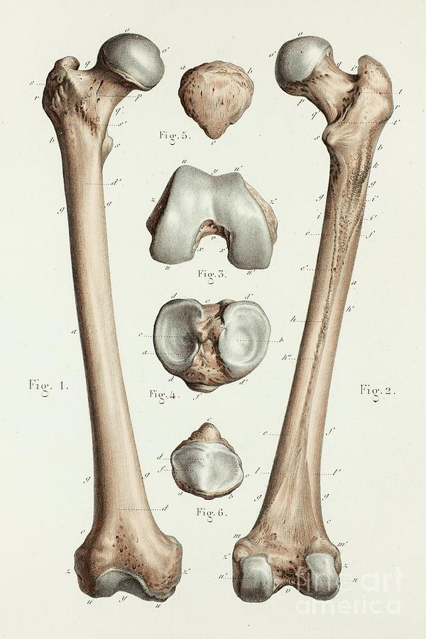 Our Femur as the Limit.